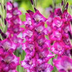 Gladiolus 'Glamini Kim' Mini-gladiool - Set van 21 - Tuinbloemen - Paars