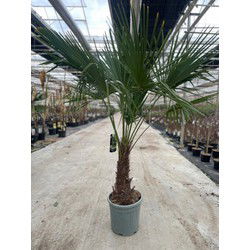Trachycarpus Fortunei 25 liter pot