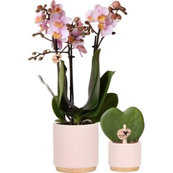 Planten set Gold foot pink | Set met roze Phalaenopsis Orchidee en Hoya Kerrii incl. keramieken sierpotten - Potmaat Ø6-9cm