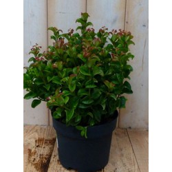 2 stuks! Leucothoe Krullend Blad 30 cm