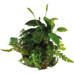Ap-ball anubias nana Aquafleur