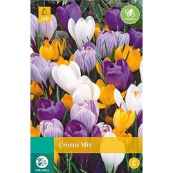 3 stuks - Crocus grootbloemig mix 12 bollen