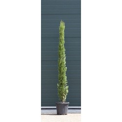 2 stuks! Italiaanse cipresboom Cupressus sempr. Pyramidalis h 187,5 cm boom