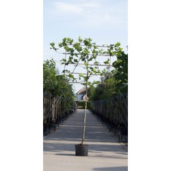 Plataan als leiboom Platanus hispanica h 270 cm st. omtrek 10 cm st. h 150 cm