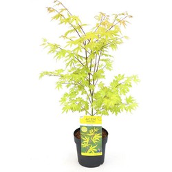 Hello Plants Acer Palmatum Anne Irene Japanse Esdoorn - Struik, Sierheester - Ø 19 cm - Hoogte: 40 cm