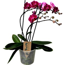 Phalaenopsis Multiflora - Orchidee Paars - Pot 12cm - Hoogte 35-45cm