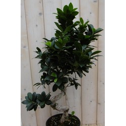 Kamerplant Bonsai Ficus Microcarpa 70 cm - Warentuin Natuurlijk