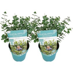 Eucalyptus 'Baby Blue' - Set van 2 - Eucalyptusstruiken - ⌀15 cm - Hoogte 35 cm