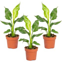 3x Strelitzia Reginae - Paradijsvogelplant - Potplant - Groenblijvend - ⌀12 cm - ↕30-40 cm