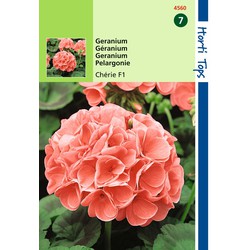 2 stuks - Pelargonium F1 Cherie Zalm Rose