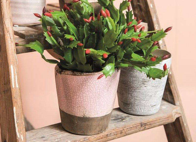 Shopping list: 12x bloempotten voor de lente