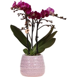 Kolibri Orchids | Paarse phalaenopsis orchidee - Morelia + Dots sierpot pink- potmaat Ø9cm - 35cm hoog | bloeiende kamerplant - vers van de kweker