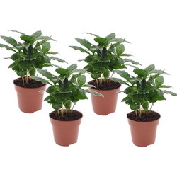 Coffea arabica - Koffieplant - Set van 4 - Pot 12cm - Hoogte 25-40cm