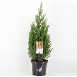 Juniperus chinensis stricta 65 cm