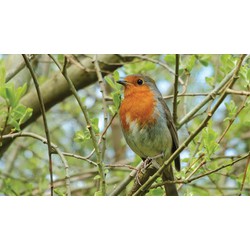 Roodborst 130x70cm Tuinschilderij