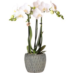 Kolibri Orchids | Phalaenopsis orchidee plant in cementen Marrakesh sierpot grijs - 40cm hoog - Ø9cm | wit