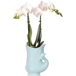 Kolibri Orchids | witte Phalaenopsis orchidee - Amabilis + Fish pot turqoise - potmaat Ø9cm | bloeiende kamerplant - vers van de kweker