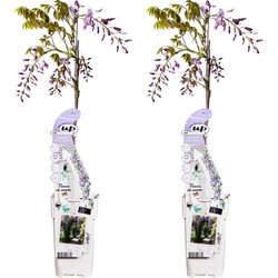 Hello Plants Wisteria Sinensis Caroline Blauwe Regen Lilapaars - Klimplant, Sierheester - 2 Stuks - Ø 15 cm - Hoogte: 65 cm