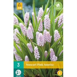 Muscari Pink Sunrise