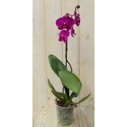 Vlinderorchidee Tak roze 60 cm