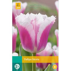 Tulipa Siesta, 5 bloembollen