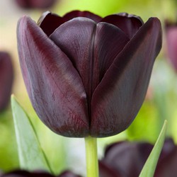 Tulipa Queen of the Night x40 - Zwarte tulp - Bloembollen - Winterhard