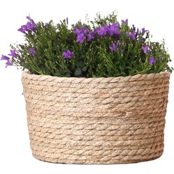 Campanula Addenda Ambella Intense purple - Rieten schaal met Campanula met watergeefsysteem - 3 stuks - Klokjesbloem paars  - potmaat 12cm - binnen & buiten