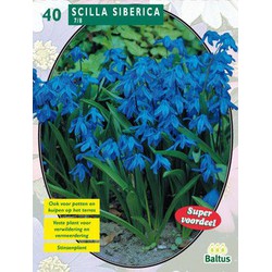 2 stuks - Scilla Siberica per 40