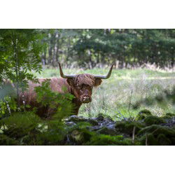 Tuinschilderij highlnd cattle 70x50