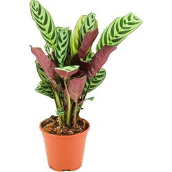 ZynesFlora - Ctenanthe Burle-Marxii - Calathea Amabilis - Ø 14 cm - Hoogte: 35 - 40 cm - Luchtzuiverend - Kamerplant