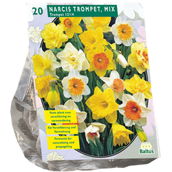 Narcis Trompet Mix per 20 bloembollen