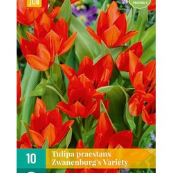 Tulipa pr. zwanenburg variety