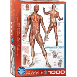 Eurographics Eurographics puzzel The Muscular System - 1000 stukjes