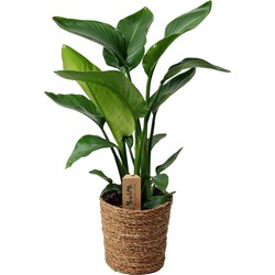 Strelitzia Nicolai in mand - Paradijsvogelbloem - Pot 17cm - Hoogte 55-70cm