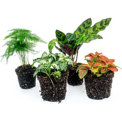 URBANJNGL - Terrariumplantenpakket Lancifolia - 4 planten - Calathea - Asparagus - 2x Fittonia