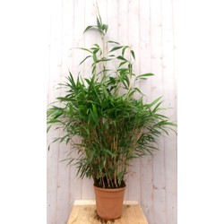Bamboe rietachtig 150 cm - Warentuin Natuurlijk