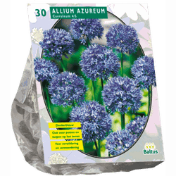 2 stuks - Allium Caeruleum Azureum per 30