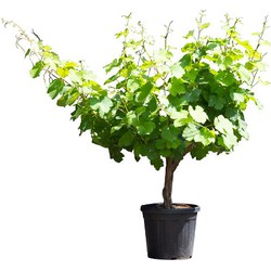 Witte druif op stam Vitis vinifera moscatel 62,5 cm