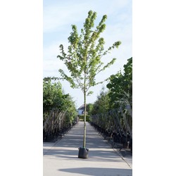 Amerikaanse rode esdoorn Acer rubrum h 350 cm st. omtrek 12 cm