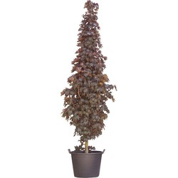 Roodbladige beuk laagstam Fagus syl. Atropunicea h 450 cm