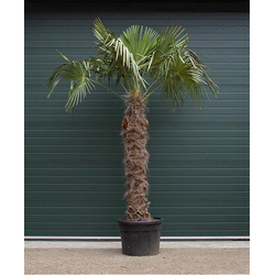 Chinese waaierpalm 300 cm stamhoogte Trachycarpus Fortunei 400 cm - Warentuin Natuurlijk