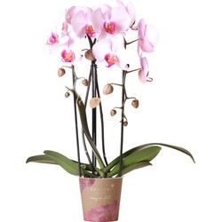 Kolibri Orchids | roze Phalaenopsis orchidee - Niagara Fall  - potmaat Ø12cm | bloeiende kamerplant - vers van de kweker