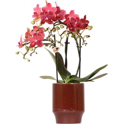 Kolibri Orchids | rode Phalaenopsis orchidee - Congo + Classy red- potmaat Ø9cm | bloeiende kamerplant - vers van de kweker