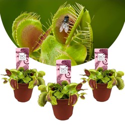 Dionaea Muscipula - Venus Vliegenvanger - Set van 3 - Pot 5,5cm - Hoogte 5-10cm