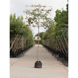 Glansmispel als leiboom Photinia fraseri Red Robin h 300 cm st. omtrek 11 cm st. h 180cm