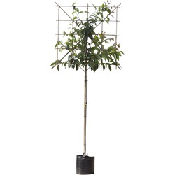 2 stuks! Japanse sierkers leiboom 150 cm Prunus serrulata 270 cm - Warentuin Natuurlijk