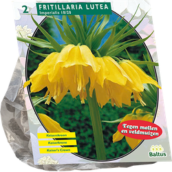 Fritillaria Imperialis Lutea per 2 bloembollen