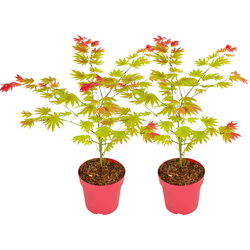 Japanse Esdoorn - Set van 2 - Acer palmatum 'Moonrise' - Hoogte 40-50cm - ⌀19cm