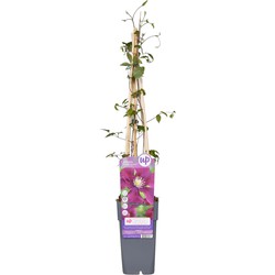 Hello Plants Clematis Warszawska Nike Bosrank - Klimplant - Ø 15 cm - Hoogte: 65 cm