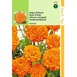 2 stuks - Tagetes Erecta Hawaii Fl.Pl. Oranje